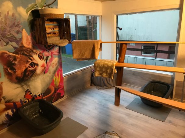 Katzenzimmer 5 Katzenzimmer 5
