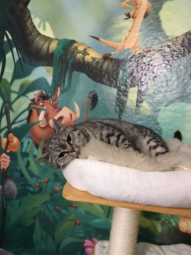Lucy kleine Zaubermaus