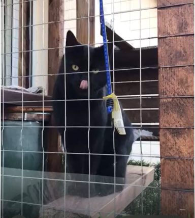 Neo unser schwarzer Casanova