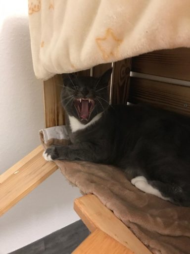 Artemis - Boah bin ich müde -