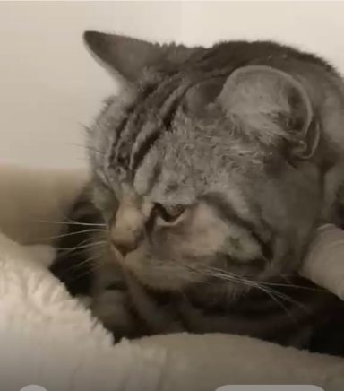 Lucy - kleines Kuscheltier