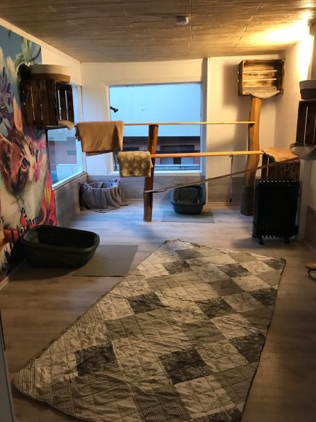 Katzenzimmer 5 Katzenzimmer 5