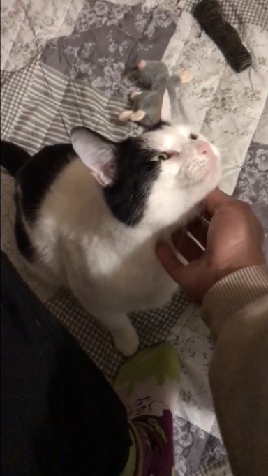 Miezi - Miezi - SCHMUSEKATZI