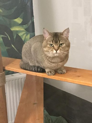 DOBBY - Kleiner Kuschelbär