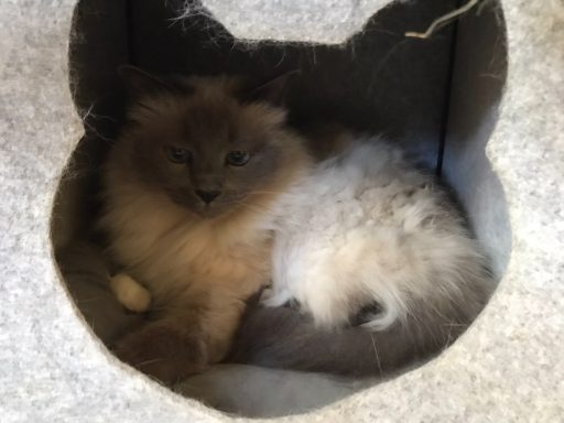 Baby - Knuffel Wuschel Zuckerschock