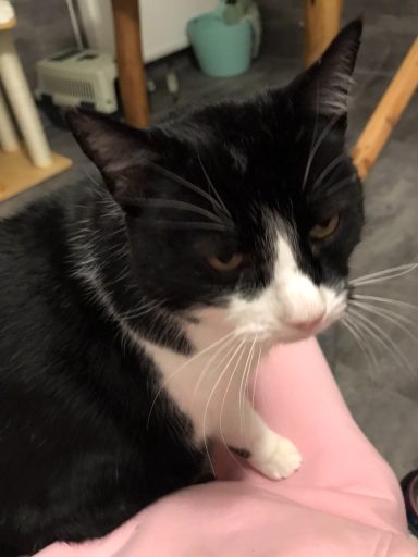 LINO - mein kleiner WONNEPROPPEN