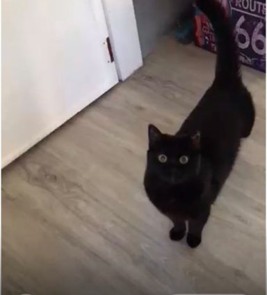 Luna schwarzer Minipanther Deluxe
