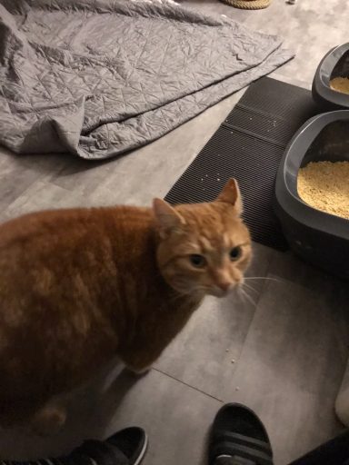 Tiger Schmuse-Ginger-Girl