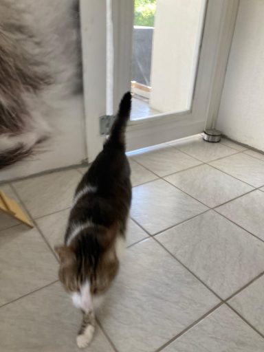 Klaus