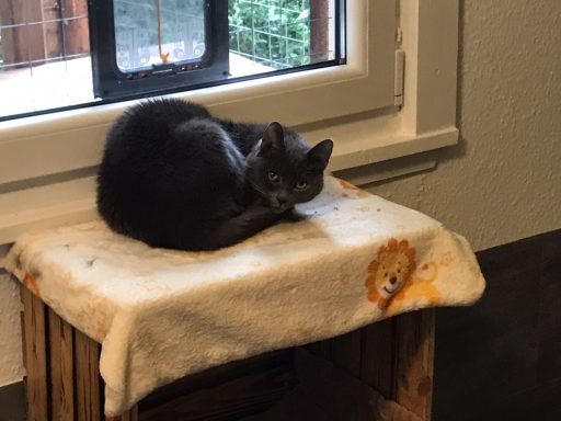 Paul kleiner süßer Shy Boy