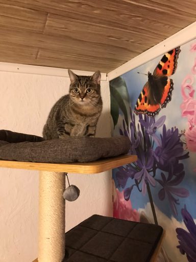 SUKI - immer ganz oben dabei