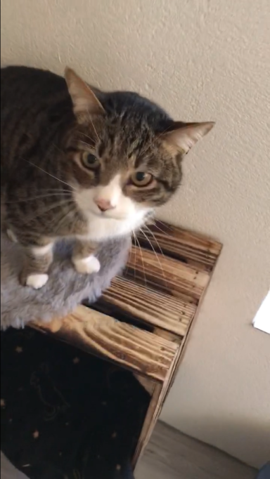 LUCKY - unser Hongkong Glückskaterchen