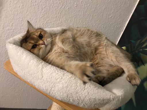 Cashi unser kleiner American Dream Herzensdieb