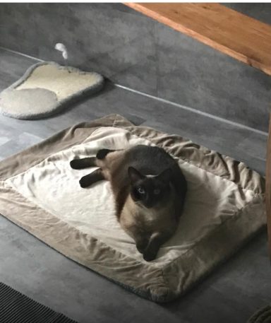Cookie kleine Schatzimausi