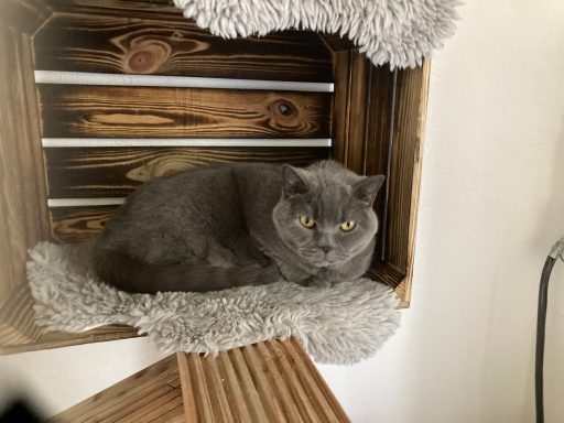 Barney - so ein hübscher Junge!
