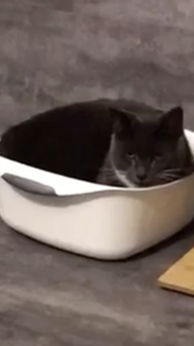 ROCKY - Siesta im eigenen Betti