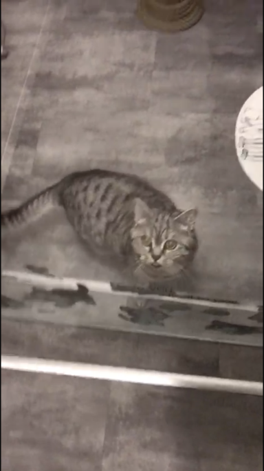 Kleine entzückende Lucy-Mausi